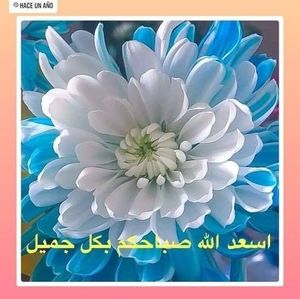 Meet your Posher, Rosa